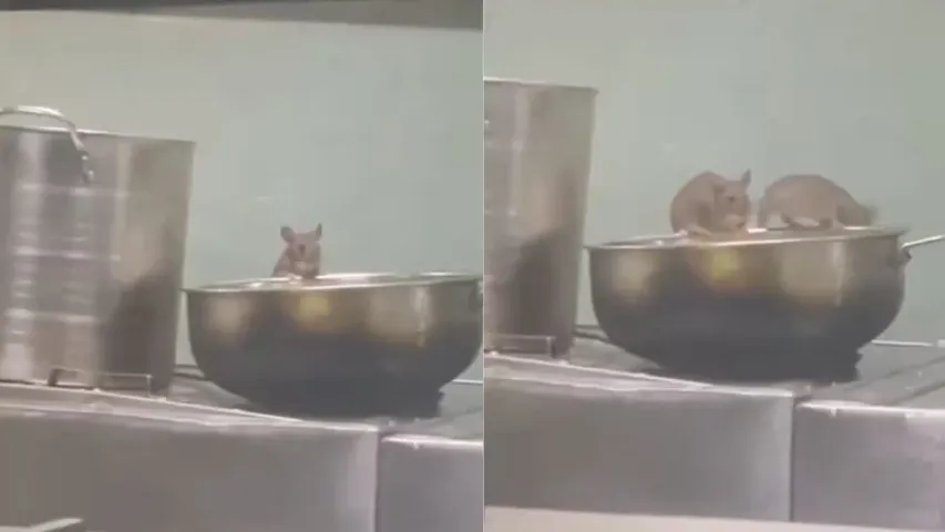 Rats: అయ్యో బాబోయ్.. రైలు కిచెన్‌లోకి దూరిన ఎలుకలు.. స్పందించిన ఐఆర్‌సీటీసీ
