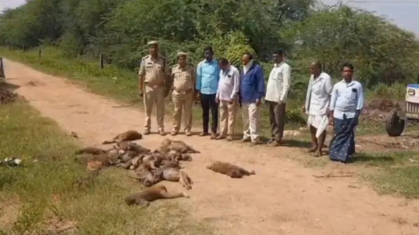 Peddapalli: పెద్దపల్లిలో దారుణం.. వానరాల ఉసురు ఊరికే పోదు!