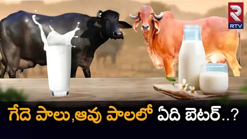 Health Tips: గేదె, ఆవు పాలల్లో ఏవి బెటరంటే...!!