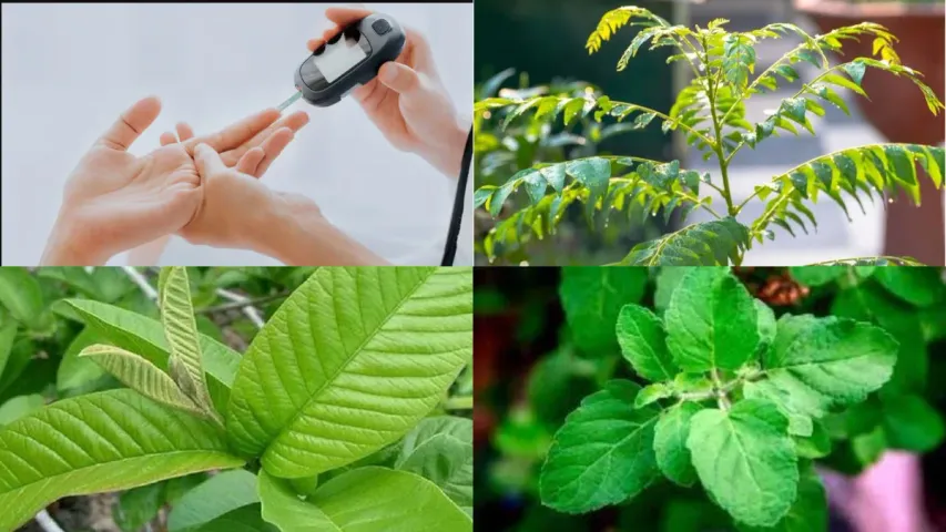 Leaves For Diabetes : ఈ ఆహారాలతో షుగర్‌కు చెక్.. అవేంటో తెలుసుకోండి
