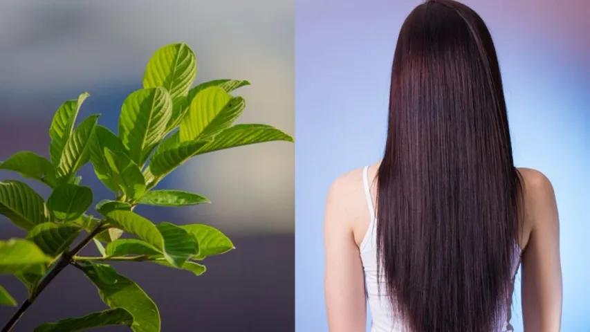 Health Tips: జామ ఆకులతో ఇక వద్దన్నా జుట్టు పెరుగుతుంది