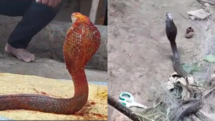 Cobra: వలలో చిక్కుకున్న నాగుపాము.. ఎలా కాపాడారంటే..!!