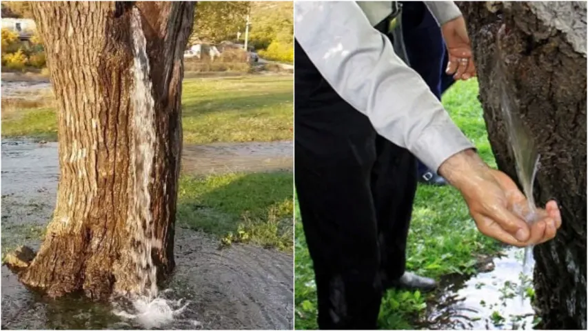 Watering Tree: శాస్త్రవేత్తలకే అంతుచిక్కని నీళ్లు ఇచ్చే చెట్టు