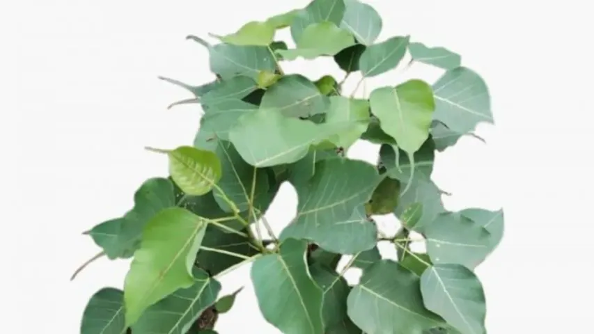 Ravi Tree Benefits: రావి చెట్టుతో ఎన్నో  సమస్యలకు పరిష్కారం.. ఈ చిట్కాలు తెలుసుకుంటే అంతా ఆనందమే!