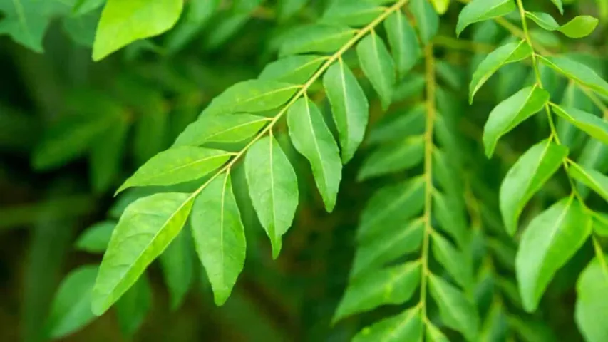Health Tip: కరివేపాకే కదా అని తీసిపారేయకండి.. దీని వల్ల చాలా లాభాలు గురు!