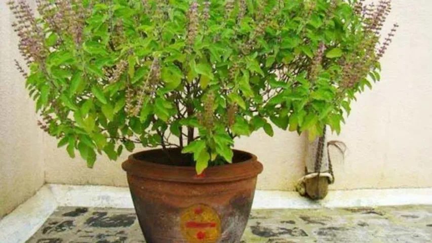 Tulsi Fort: తులసి కోట దగ్గర ఈ వస్తువులు అస్సలు ఉంచొద్దు