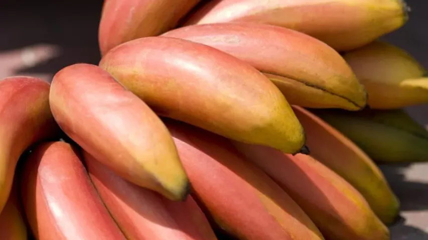 Red Banana Benefits: సంతాన సమస్యలున్నాయా..? ఎరుపురంగు పండును తిని చూడండి..!!