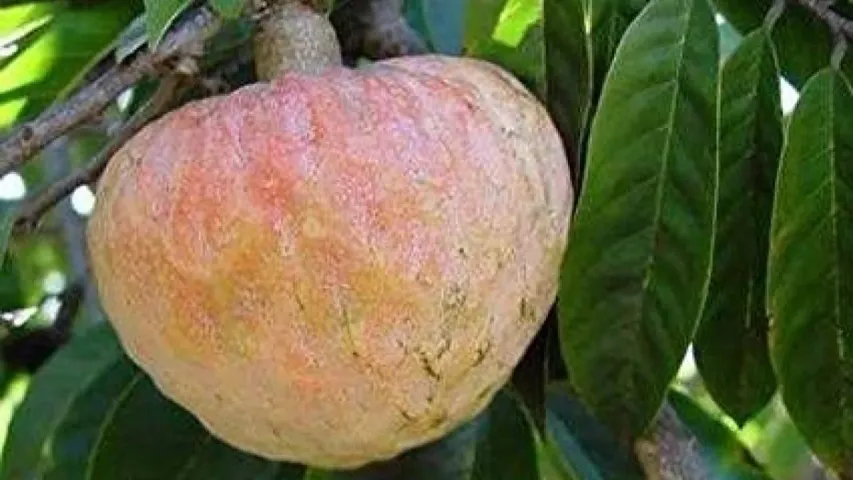 Rama Phalam Benefits: ఈ పండు తినడం మర్చిపోవద్దంటున్న వైద్యులు