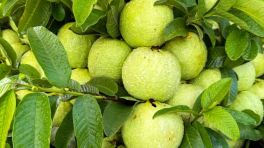 Health Tips: డయాబెటిస్‌లో జామ ఆకులను ఎలా తినాలో తెలుసా!