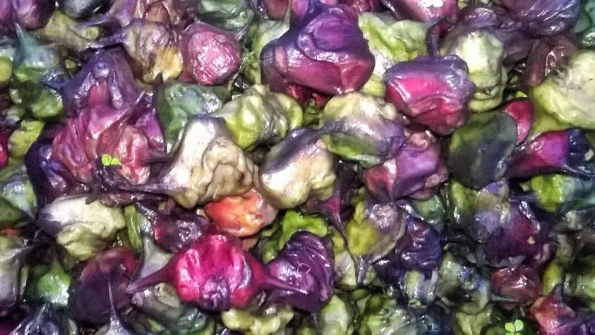 Water Chestnut Benefits: చలికాలంలో ఈ పండు తింటే ఎంతో ఆరోగ్యం