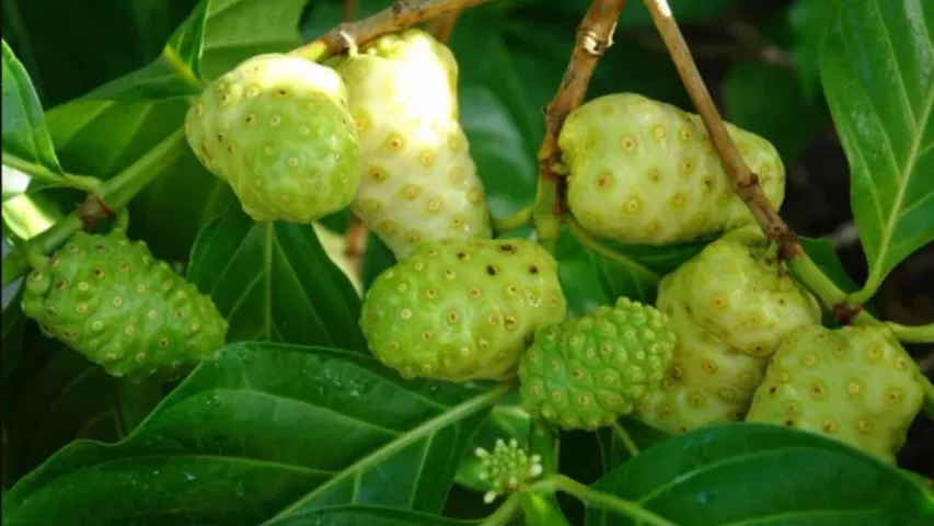 Noni Fruit Benefits: ఈ పండుతో ఉండే ఆరోగ్య ప్రయోజనాలు అన్నీఇన్నీ కావు.. తప్పక తెలుసుకోండి!