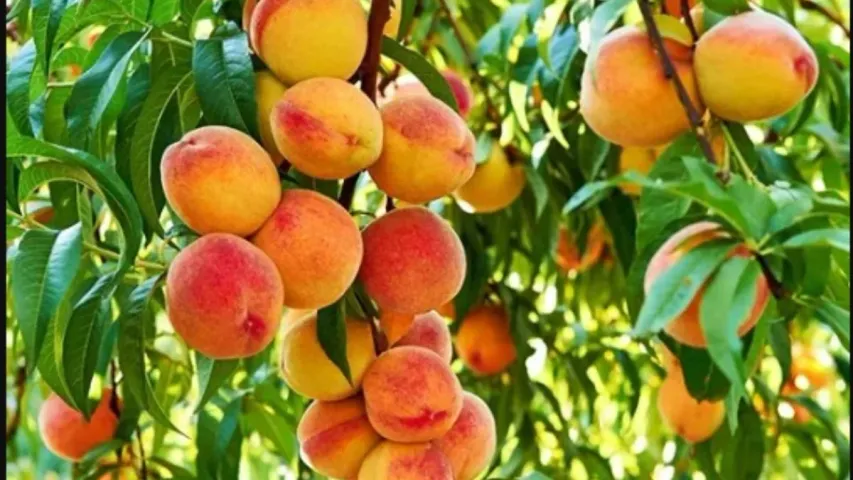 Peaches Fruit : పీచ్ పండు తింటే మీ చర్మం మెరిసిపోతుంది.. ఎలానో తెలుసుకోండి