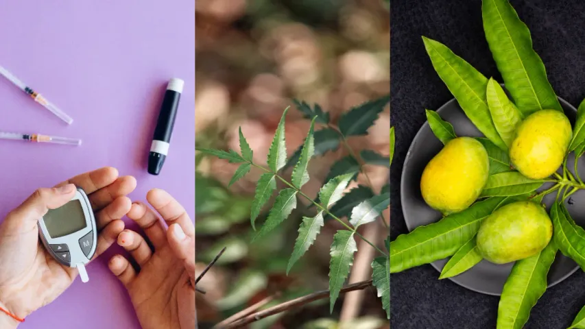 Leaves to Control Diabetes: ఈ ఆకులకు ఇంత పవరా..! దెబ్బకు మధుమేహం మాయం..!