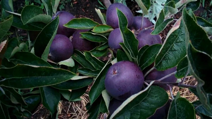 Black Apple: నల్ల యాపిల్ గురించి విన్నారా..సీజన్‌తో సంబంధం లేని పంట