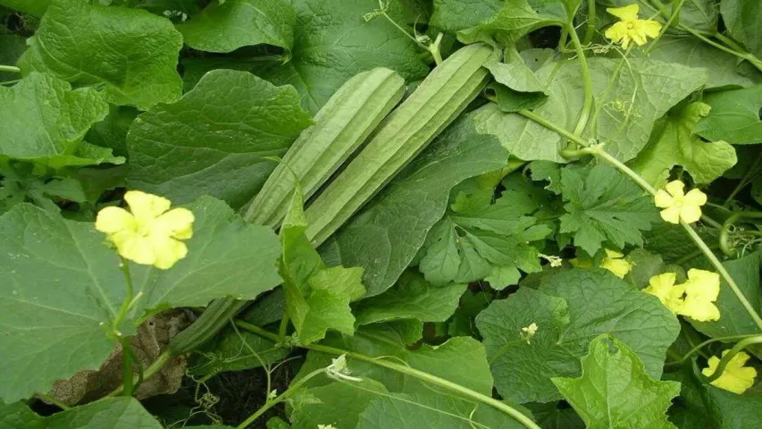 Health Tips: బీరకాయ కూర వండే సమయంలో ఈ మిస్టేక్స్ అస్సలు చేయొద్దు తెలుసా?