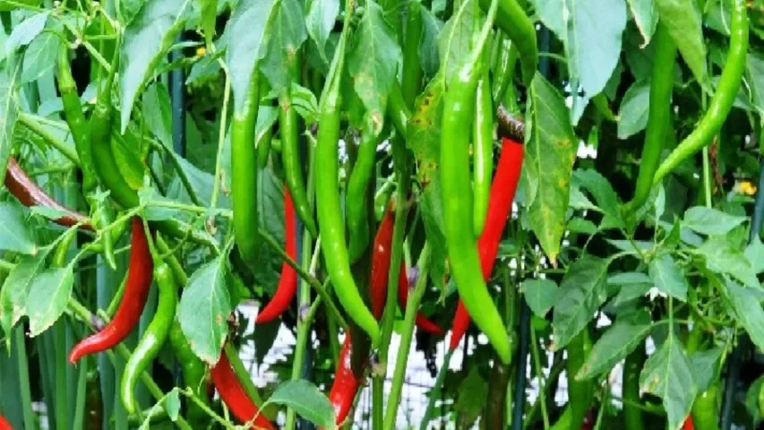 Health benefits: పండు మిర్చి..పచ్చి మిర్చిలో ఏది మంచిది..?