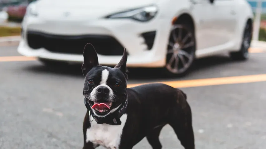 Dogs Run With Cars: కారు వెంట కుక్కలు ఎందుకు పరుగెత్తుతాయి?