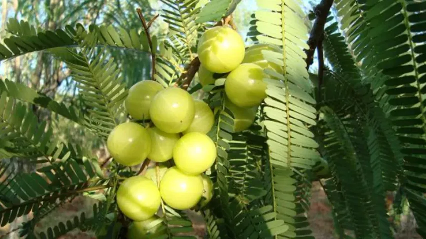 Karthikamasam: కార్తీక మాసంలో ఉసిరి చెట్టు కింద ఎందుకు పూజలు చేస్తారో తెలుసా!
