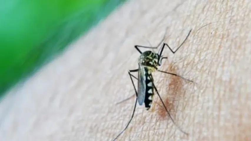 Chikungunya: చికున్‌గున్యాకు వ్యాక్సిన్ వచ్చేసింది.. ఆమోదం తెలిపిన FDA..
