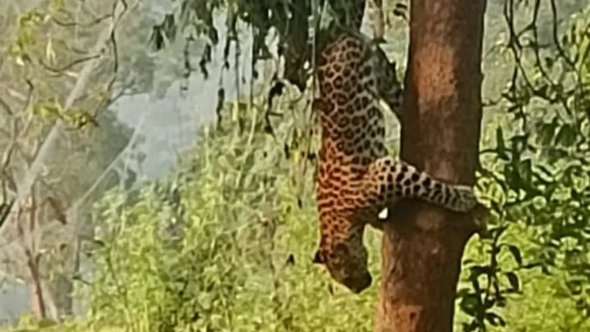 ఎరక్కపోయి ఇరుక్కుపోయిన చిరుత పులి..!