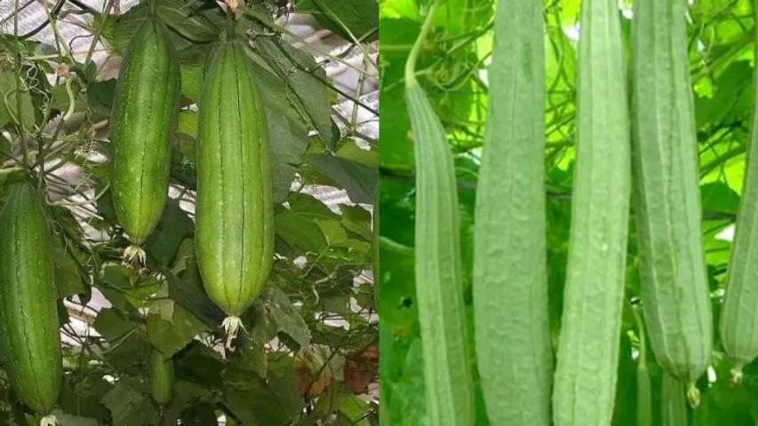 HealthTips: షుగర్ ఉన్నవారికి గుడ్ న్యూస్.. బీరకాయ.. నేతి బీరకాయతో అద్భుత లాభాలు