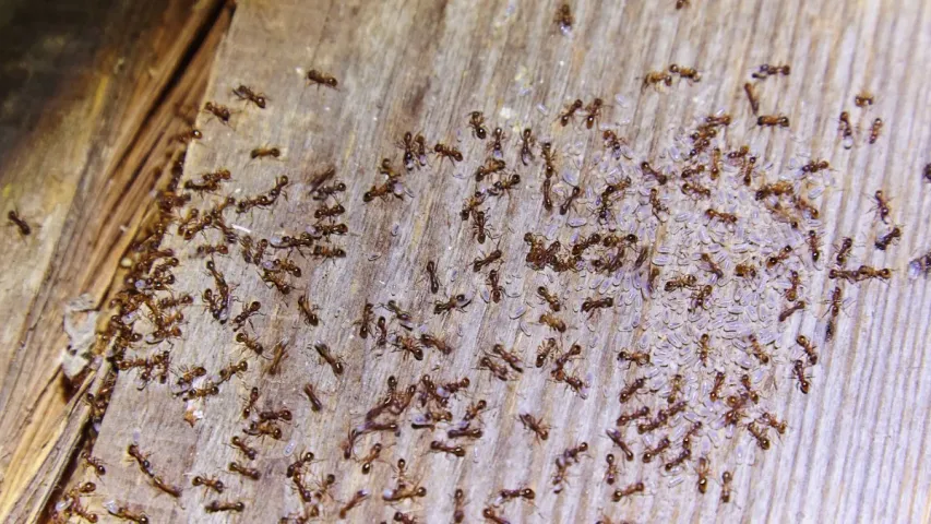 Ants Best Tips: ఇంట్లో చీమలను తరిమేసే చక్కటి చిట్కాలు