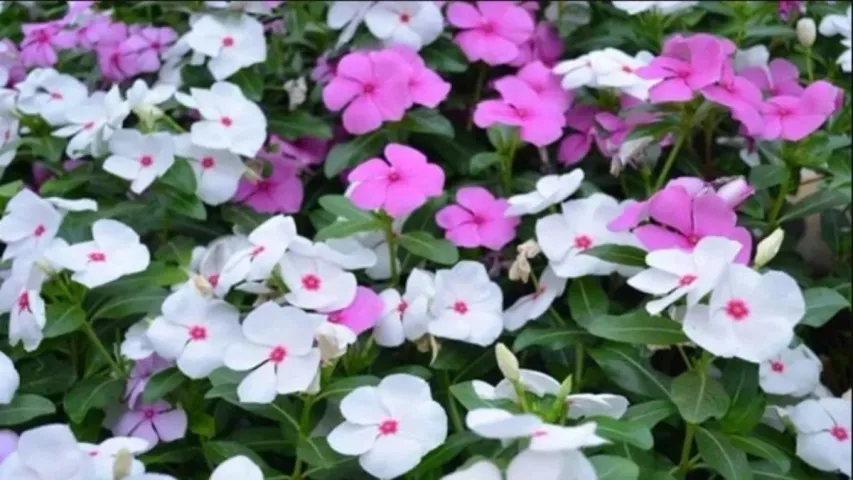 Health Benefits: మద్యం అలవాటును మానిపించే అద్భుత మొక్క