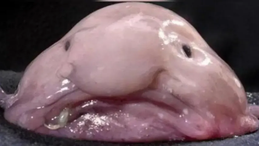 Worlds Ugliest Fish: అందవిహీనమైన జలపుష్పం..బ్లాబ్ ఫిష్..దీన్ని చూస్తే పక్కా భయపడతారు