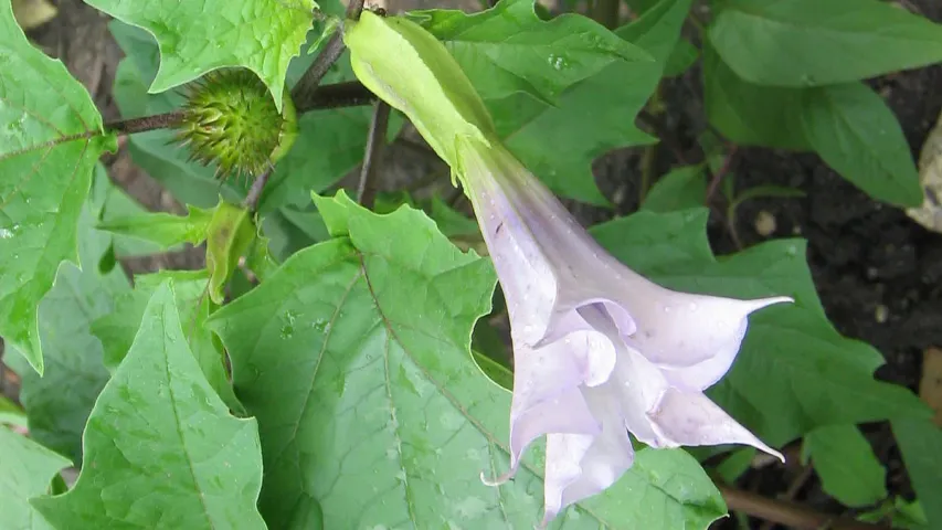 Dhatura Plant Benefits: ఈ ఆకులు ఎంతో మేలు చేస్తాయి.. తక్షణ ఉపశమనం గ్యారెంటీ!