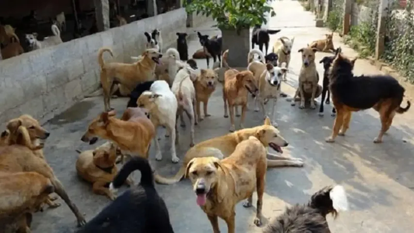 Dogs Attack: విషాదం.. కుక్కల దాడిలో గాయపడిన బాలుని మృతి 