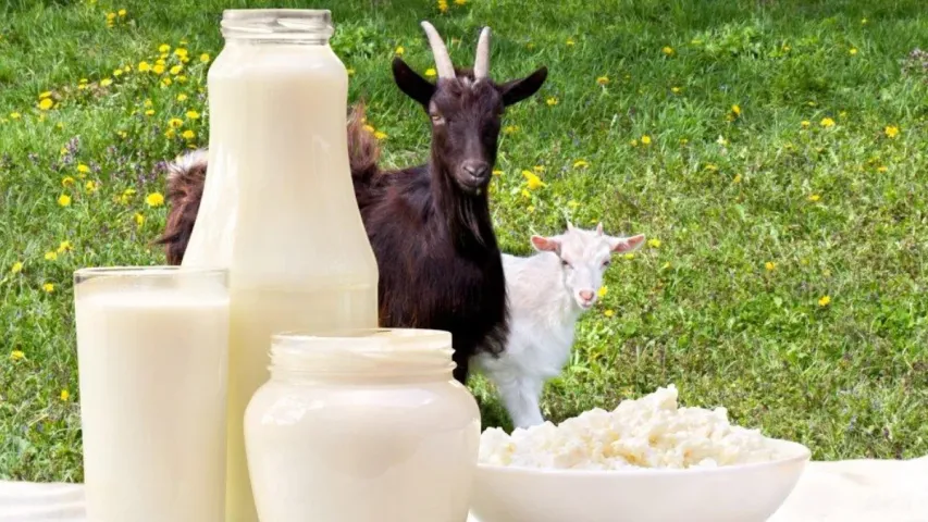 Goat Milk benefits: మేకపాలు తాగవచ్చా..ఎలాంటి పోషకాలు ఉంటాయి.?