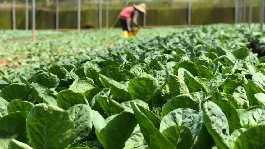 Lettuce