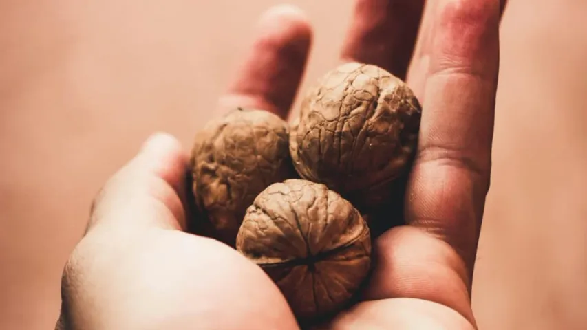 Walnut Benifits: మెదడు చురుగ్గా పనిచేయాలంటే.. వీటిని తినండి చాలు..!