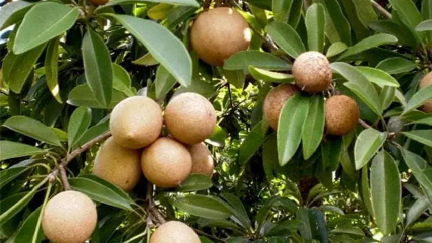 Sapota Fruit Benefits: సపోటా పండును డైట్‌లో చేర్చుకోండి.. ఏం జరుగుతుందో తెలుసుకోండి!