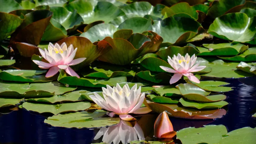 Lotus Flower Juice Benefits: మహిళలకు వరం.. తామర పువ్వుల రసం..ఎన్నో సమస్యలకు చెక్