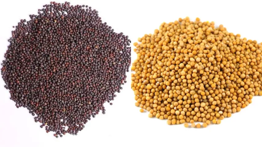 Mustard Benefits: ఆవాలతో ఇలా చేస్తే పట్టిందల్లా బంగారం అవుతుంది