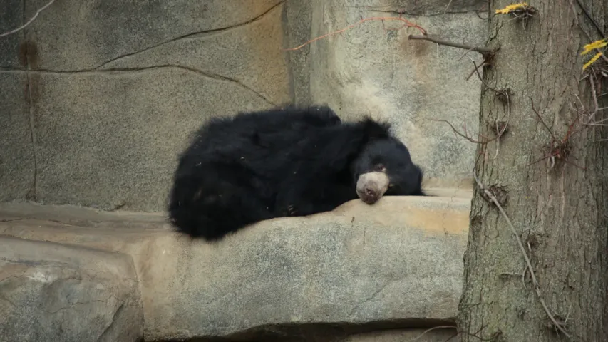 Bear Sleep: ఎలుగుబంటిలా నిద్రపోతున్నారా? సైంటిస్టుల షాకింగ్‌ హెచ్చరిక!