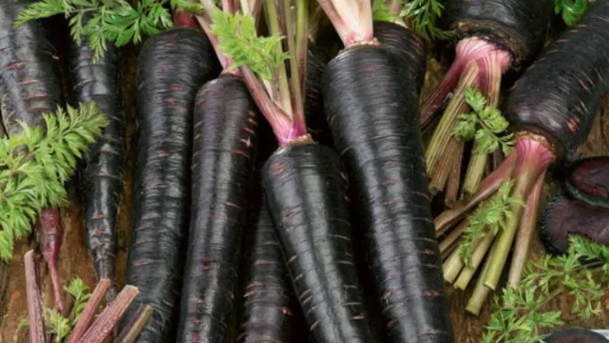 Black Carrot Health Tips: బ్లాక్ క్యారెట్ల వలన ఎన్నో ప్రయోజనాలు..ఇలా తింటే బెస్ట్