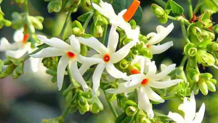 Benefits of Parijata Tree: పారిజాత చెట్టుతో ప్రయోజనాలెన్నో..ఇంట్లో ఉండాల్సిందే