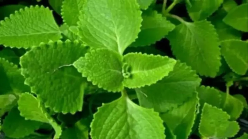 Health: వామ్మో.. వాము ఆకుతో అన్ని ప్రయోజనాలా..?