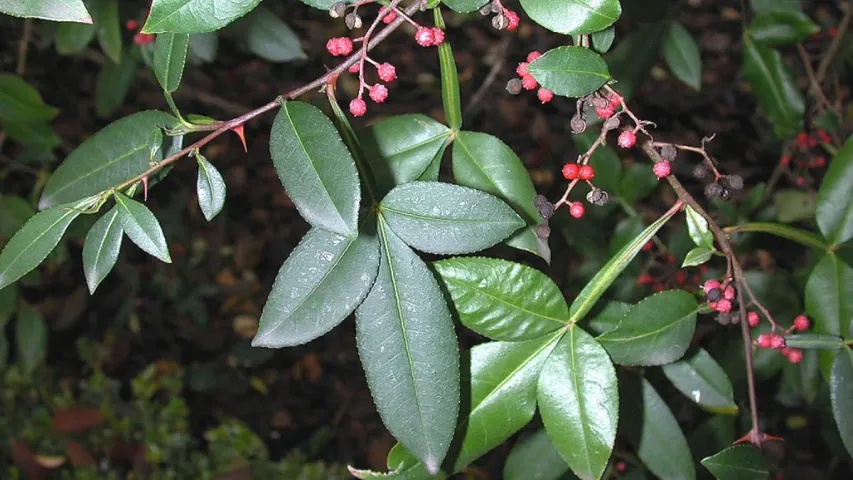 Timur Tree : ఈ చెట్టు ఉపయోగాలు తేలిస్తే ఇది వృక్షమా లేక మంత్రమా అనే డౌట్ వస్తుంది!