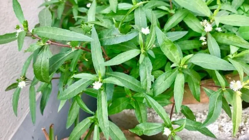 False Daisy Plant: మీ కళ్లకు వచ్చే సమస్యలు తగ్గాలంటే ఈ ఆకు రసం ట్రై చేయండి!