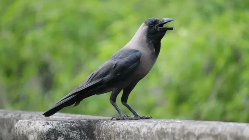 Crow Cries House: ఇంటి ముందు కాకి అరిస్తే ఏం జరుగుతుంది? ప్రత్యేకత ఇదే