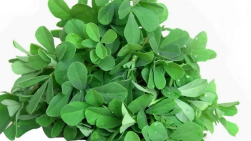 fenugreek benefits: చలికాలంలో మగవాళ్లు మెంతికూర తింటే ఏమవుతుంది?