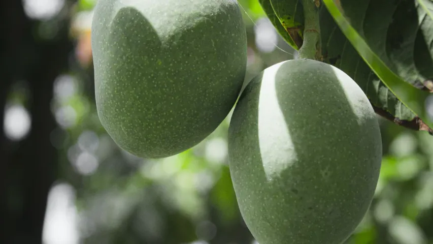 Raw Mango Benefits: వేసవిలో పచ్చి మామిడి తింటే ఏమవుతుంది?