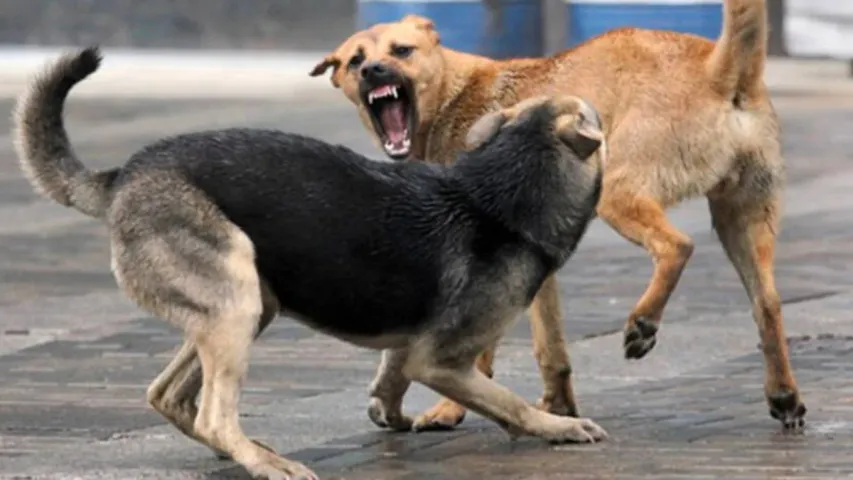 Crime News: హైదరాబాద్ లో వీధి కుక్కల వీరంగం.!