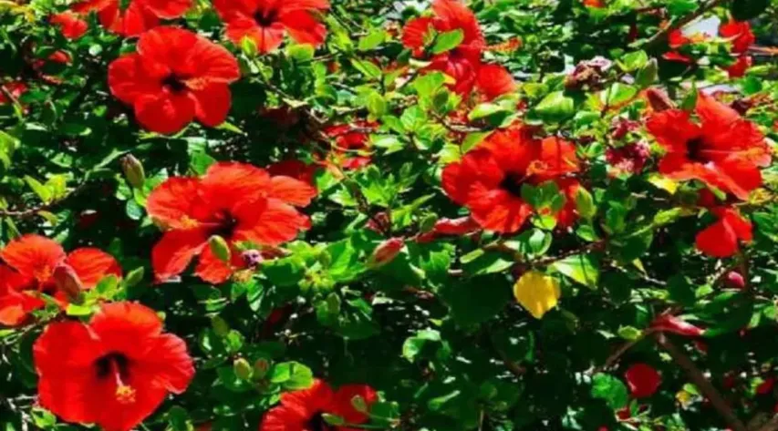 Gardening Tips: మీ గార్డెన్‌లోని మందార మొక్క 'పూలు' ఇవ్వడం లేదా? అయితే ఇలా చేయండి