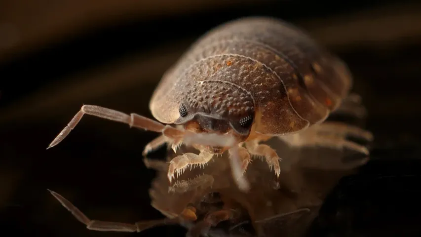 Bed Bugs: రక్తం పీల్చే కీటకాలు.. నిద్రలో పీడించుకు తింటాయ్.. చెక్‌ పెట్టండిలా!