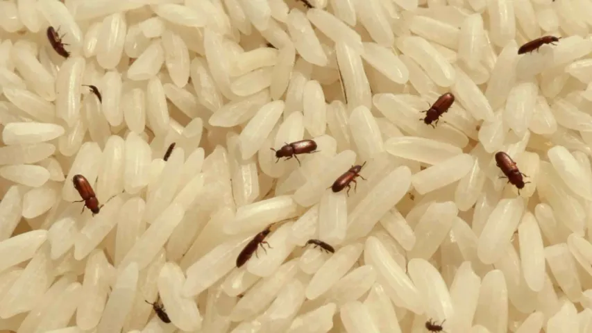 Food Safety: ఇలా చేస్తే పిండికి పురుగు అస్సలు పట్టదు.. మీరు కూడా ట్రై చేయండి!