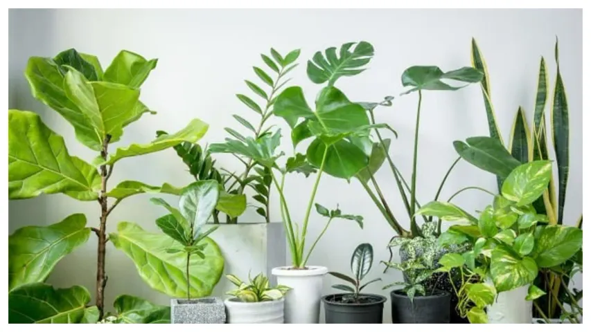 Office Vastu : ఆఫీసు టేబుల్ పై పొరపాటునా ఈ మొక్కలు పెట్టకండి..మీ ఉద్యోగానికి ఎసరు తప్పదు..!